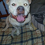 Princess Rose joined the competition — help win amazing prizes! animal, bed, bedroom, blanket, canine, collar, companion, cute, dog, fur, happy, indoor, paw, pet, plaid, sitting, smiling, tongue_out, white_dog, wooden_bed_frame