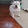 Princess Rose joined the competition — help win amazing prizes! animal, calm, canine, chair, collar, companion, dog, domestic, door, floor, furniture, house, indoor, looking, medium_size, pet, rug, standing, white_dog, wooden_floor