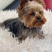 Sia a rejoint le concours — aidez-le/la à gagner de superbes lots ! black_background, black_fur, blanket, brown_fur, chair, collar, cute, dog, fluffy, furniture, indoors, long_hair, pet, pointed_ears, portrait, red_background, sitting, small_dog, white_blanket, yorkshire_terrier