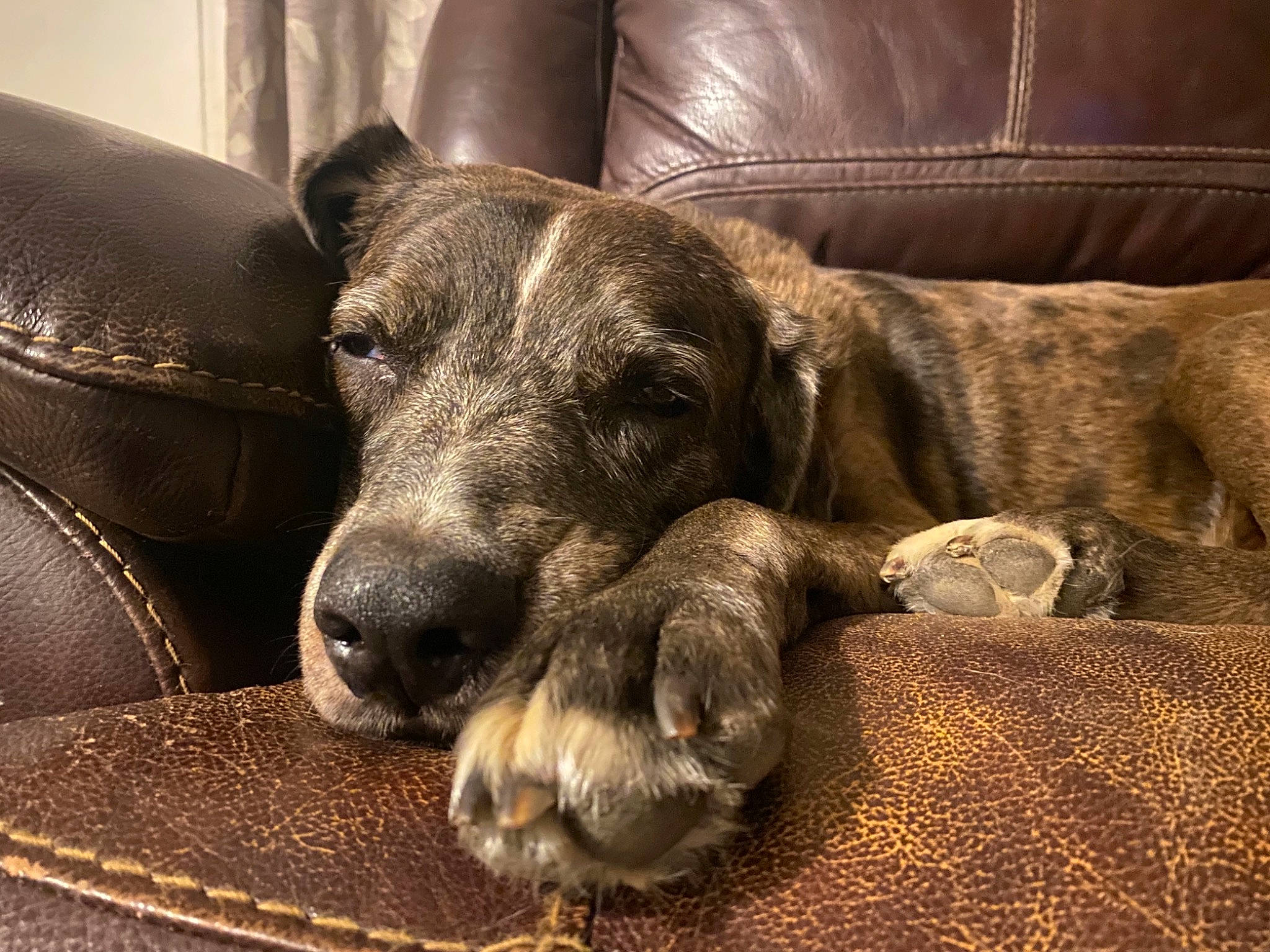 Bandit is registered to the contest to win money with this photo: bored, canidae, carnivore, comfort, companion_dog, dog, dog_breed, fawn, flooring, fur, grey, guard_dog, liver, paw, snout, sporting_group, terrestrial_animal, whiskers, working_animal