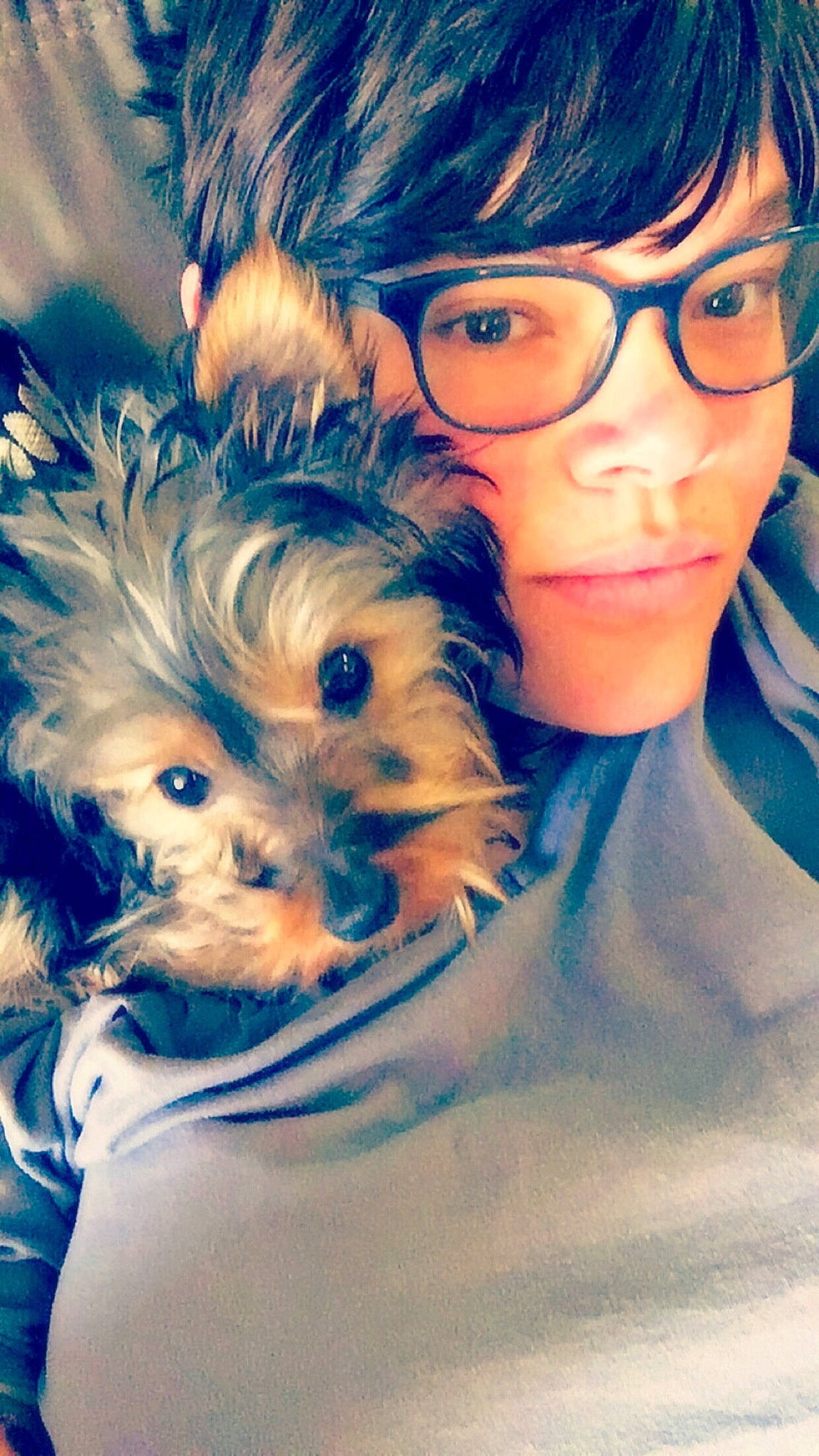 Anker is registered to the contest to win money with this photo: canidae, carnivore, companion_dog, cool, dog, dog_breed, eye, eyewear, glasses, maltepoo, morkie, photography, puppy, puppy_love, schnoodle, selfie, shih_tzu, skin, yorkipoo, yorkshire_terrier