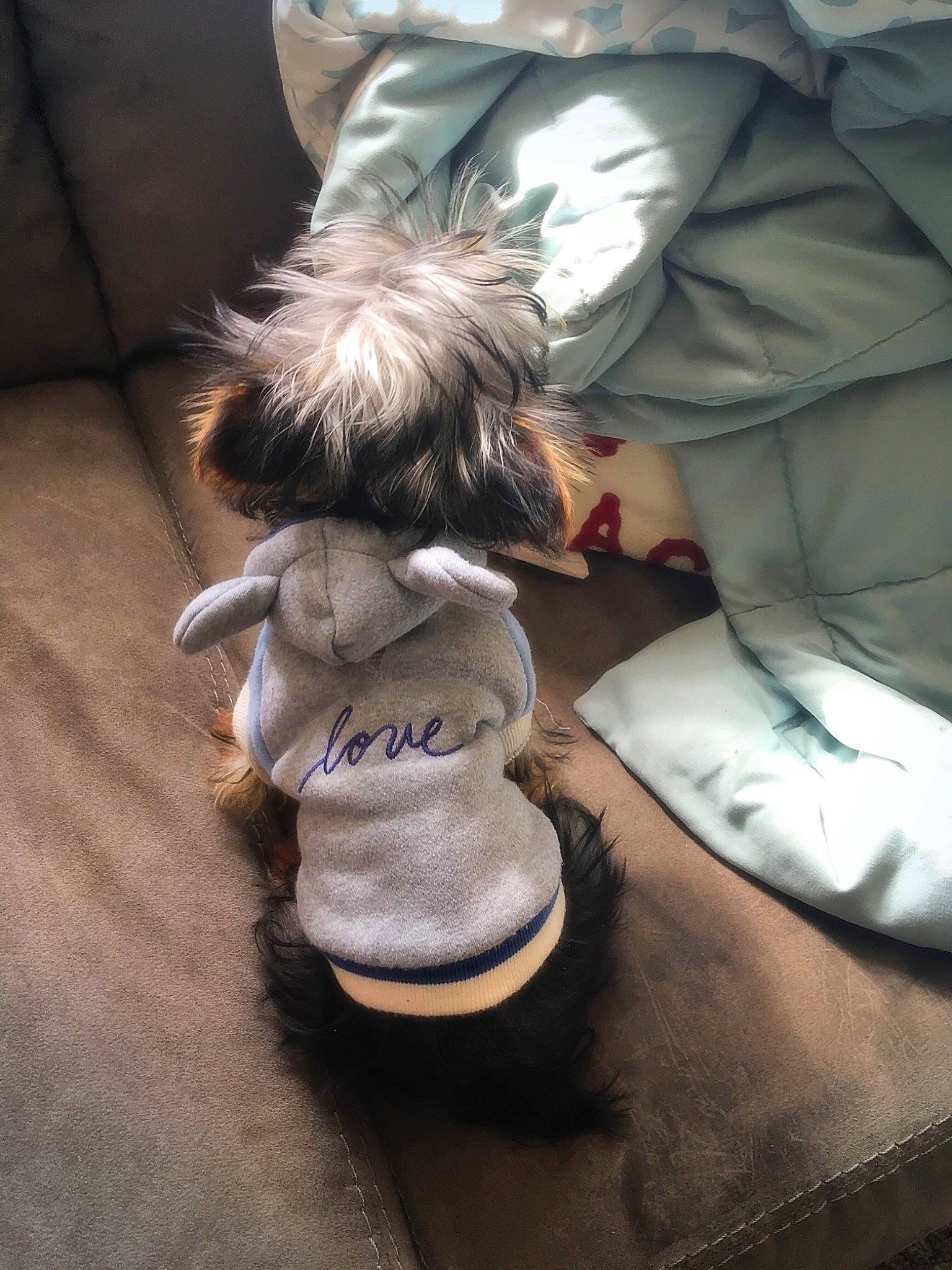 Anker joined the competition — help win amazing prizes! canidae, carnivore, companion_dog, dog, dog_breed, dog_clothes, fawn, footwear, miniature_schnauzer, schnauzer, shoe