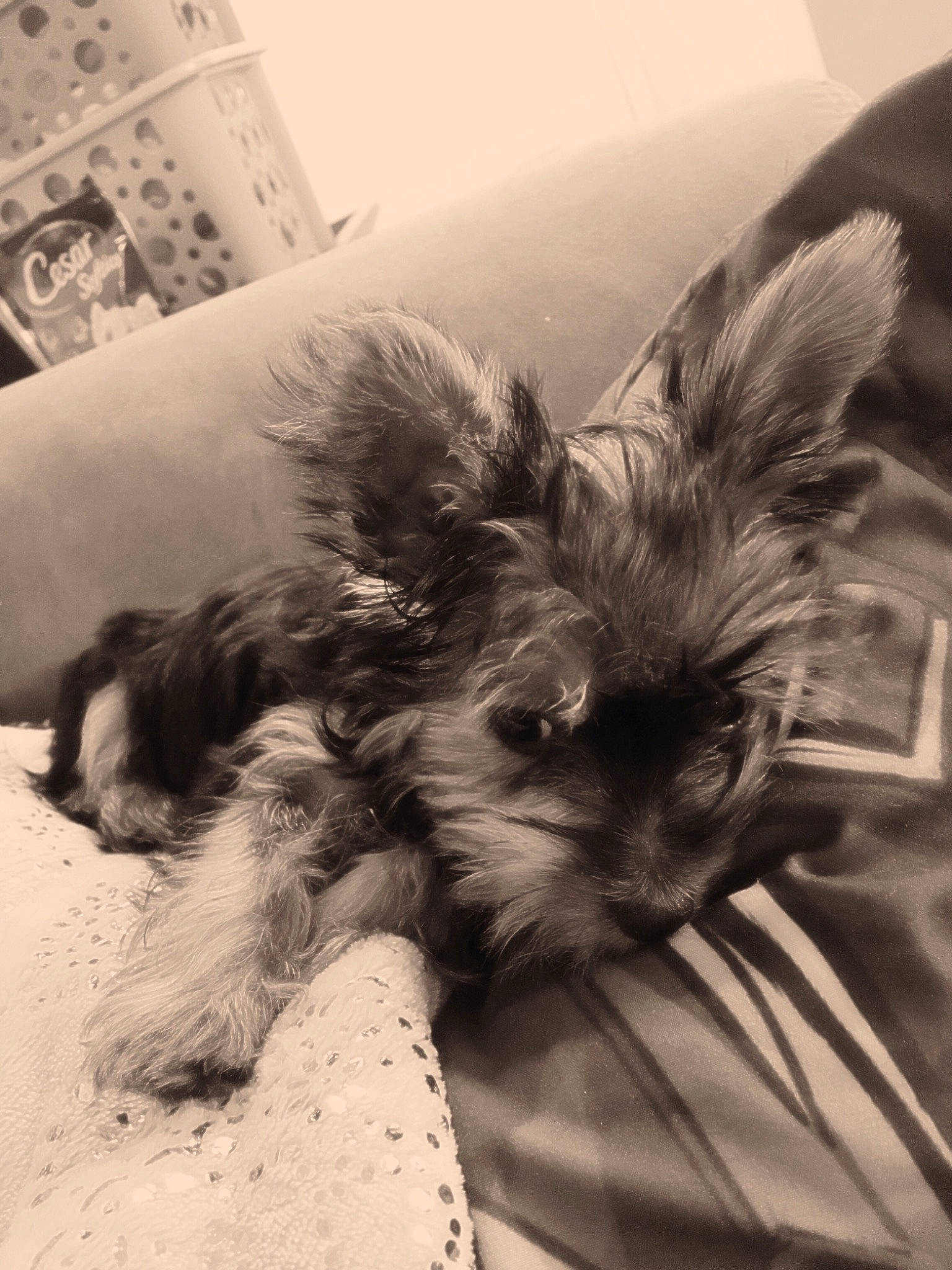 Anker is registered to the contest to win money with this photo: biewer_terrier, black_and_white, cairn_terrier, canidae, carnivore, companion_dog, dog, dog_breed, ear, miniature_schnauzer, morkie, puppy, schnauzer, schnoodle, small_terrier, snout, style, terrier, toy_dog, yorkshire_terrier