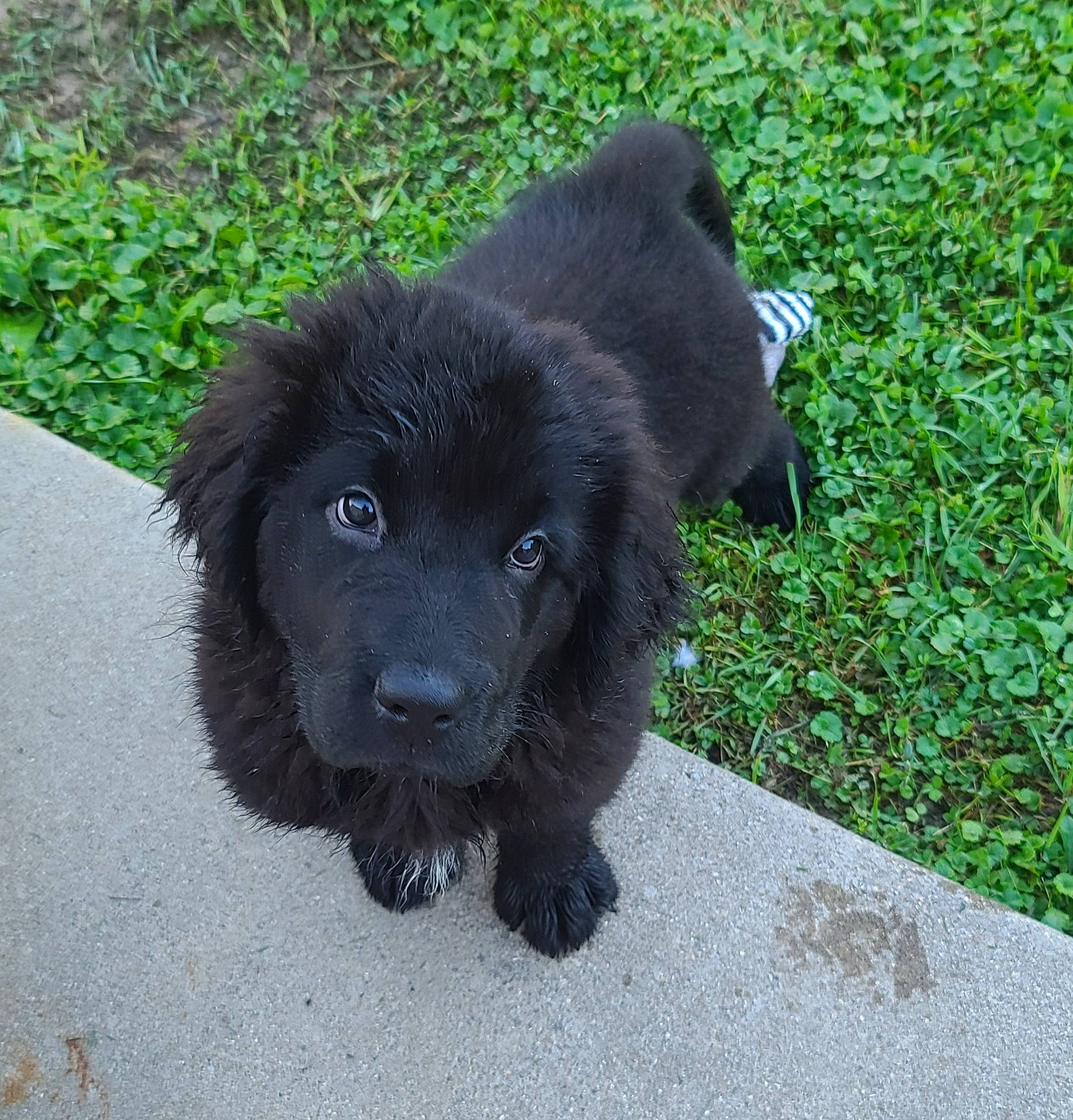 Persephone joined the competition — help win amazing prizes! ancient_dog_breeds, borador, canidae, carnivore, companion_dog, dog, dog_breed, fawn, fur, grass, groundcover, liver, non_sporting_group, snout, sporting_group, terrestrial_animal, working_animal, working_dog