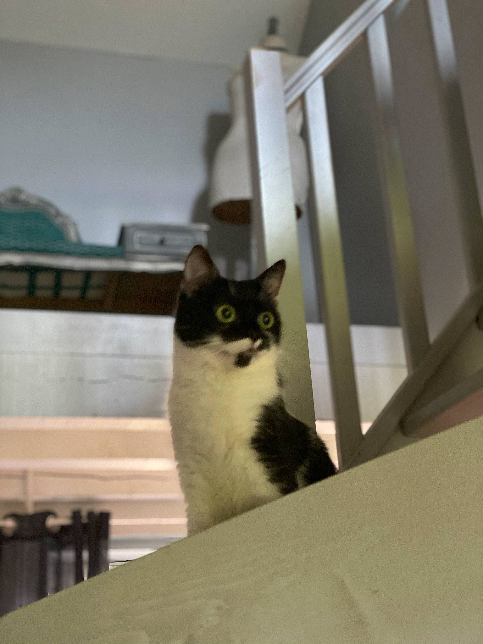 Phoebe a rejoint le concours — aidez-le/la à gagner de superbes lots ! carnivore, cat, domestic_short_haired_cat, door, felidae, flooring, fur, hardwood, room, small_to_medium_sized_cats, snout, tail, whiskers, window, wood