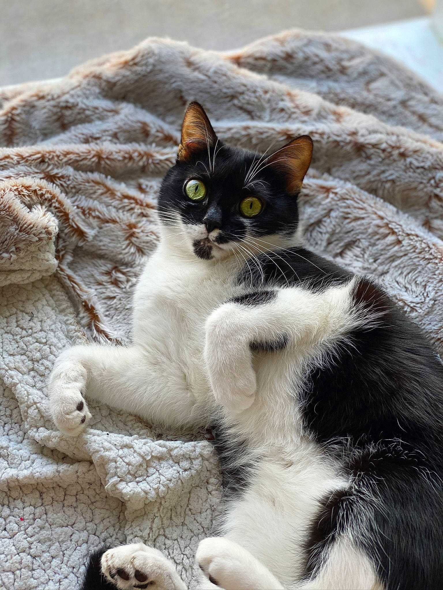 Phoebe a rejoint le concours — aidez-le/la à gagner de superbes lots ! art, carnivore, cat, cat_furniture, claw, comfort, domestic_short_haired_cat, felidae, fur, grey, monochrome_photography, paw, sand, sitting, small_to_medium_sized_cats, snout, tail, terrestrial_animal, tree, whiskers