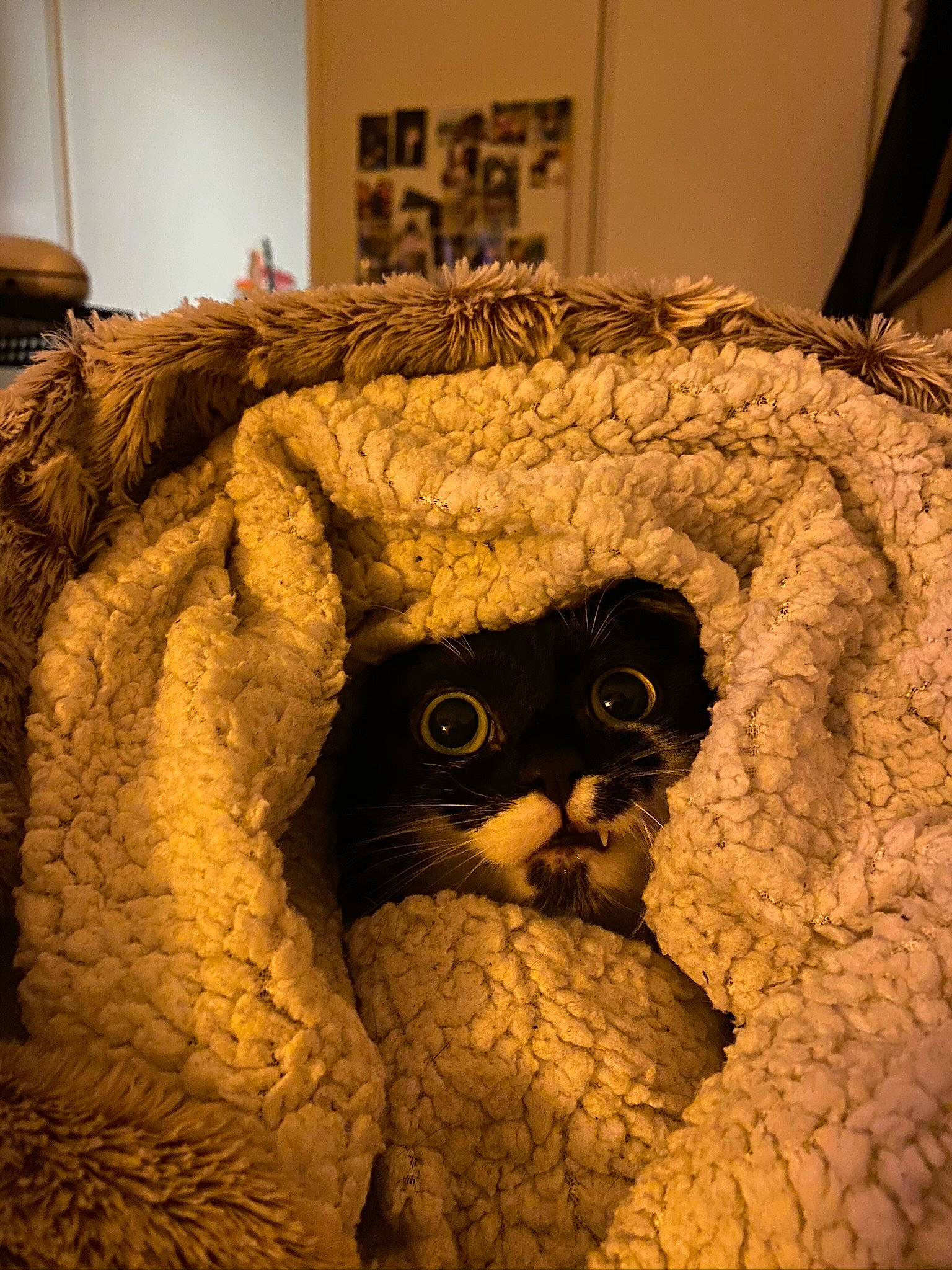 Phoebe participe au concours pour gagner de l'argent avec cette photo : art, bedding, bird_of_prey, carnivore, cat, comfort, creative_arts, fawn, felidae, fur, linens, owl, pattern, small_to_medium_sized_cats, snout, stuffed_toy, tail, whiskers, wood, wool