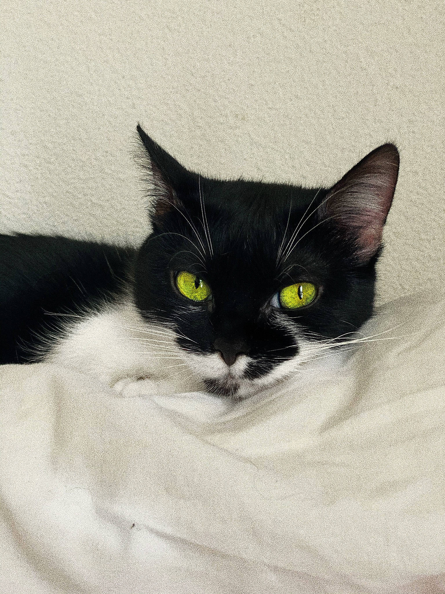 Phoebe a rejoint le concours — aidez-le/la à gagner de superbes lots ! black_cat, carnivore, cat, cat_supply, comfort, domestic_short_haired_cat, eye, felidae, fur, head, iris, monochrome_photography, packaging_and_labeling, small_to_medium_sized_cats, snout, tail, whiskers