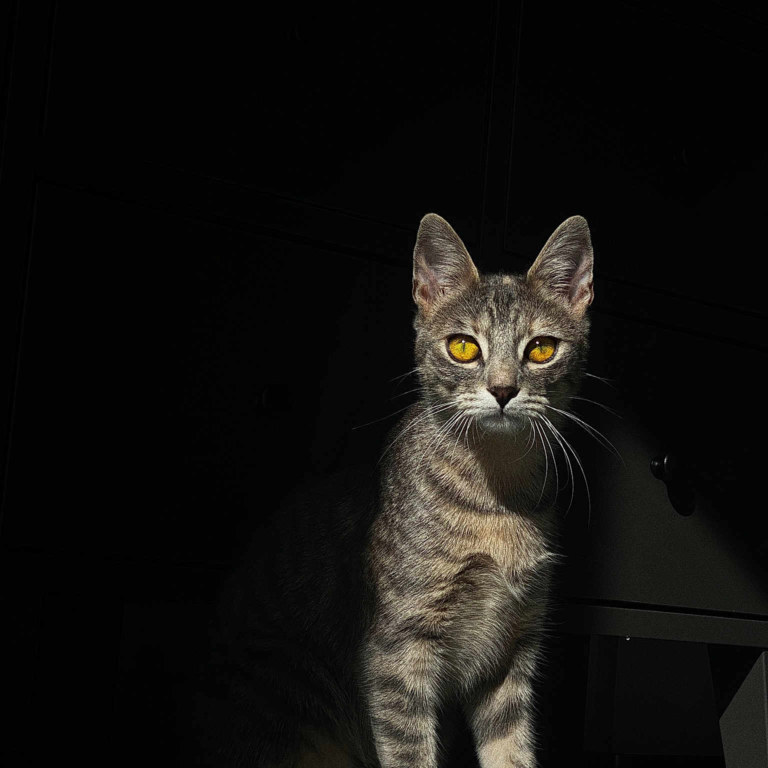 Romy