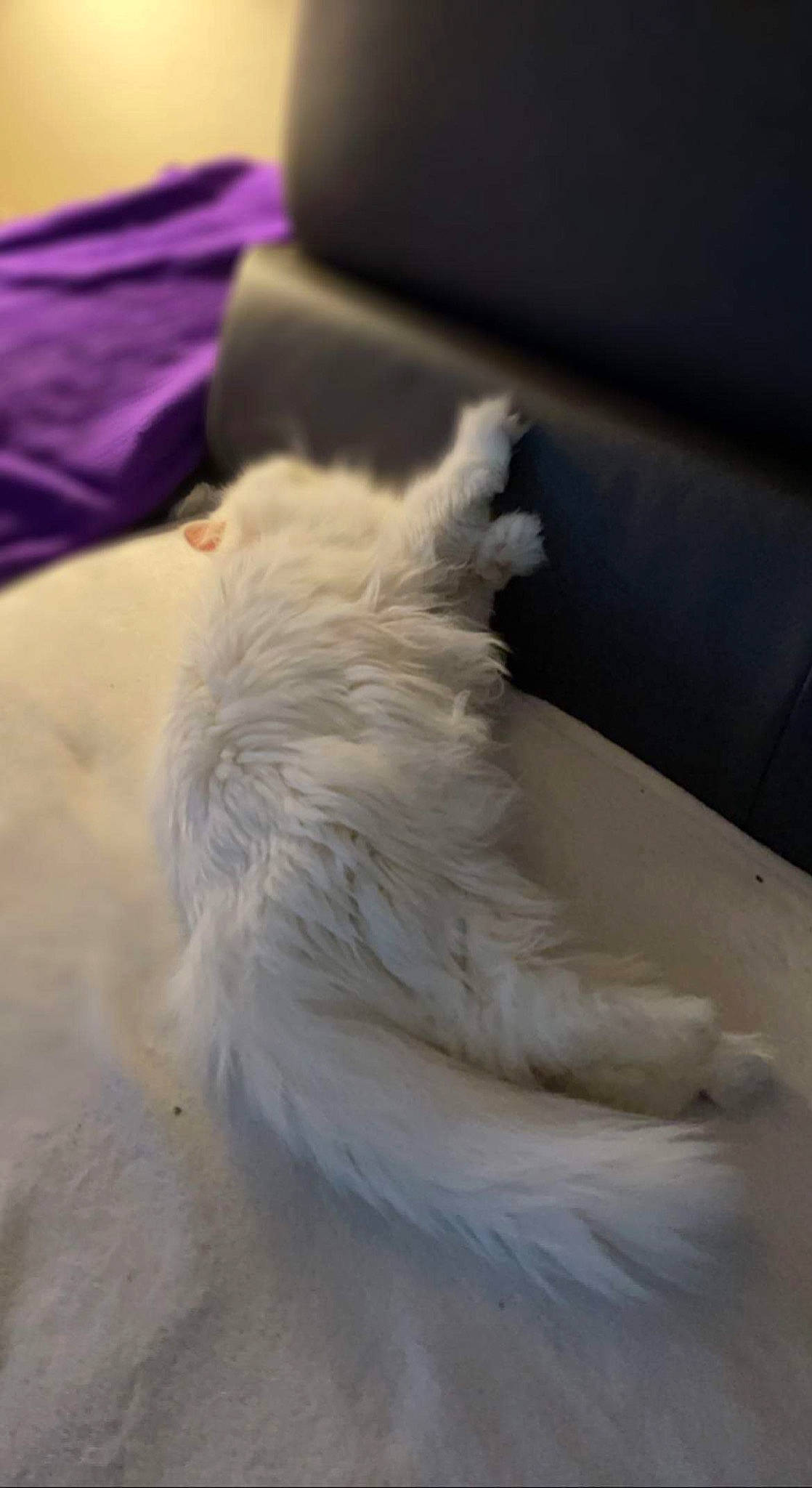 Jade participe au concours pour gagner de l'argent avec cette photo : bed, bedding, canidae, carnivore, comfort, companion_dog, couch, dog, dog_breed, feather, felidae, fur, furniture, grey, linens, pillow, small_to_medium_sized_cats, tail, toy_dog, whiskers