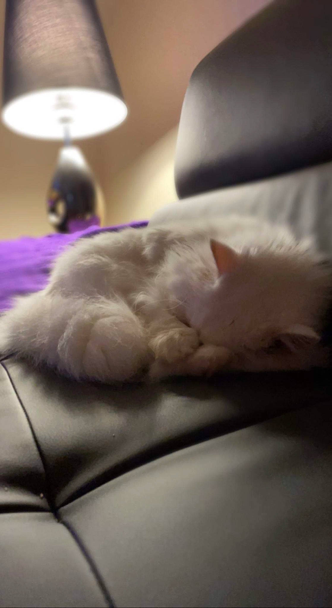 Jade participe au concours pour gagner de l'argent avec cette photo : carnivore, cat, claw, comfort, felidae, foot, fur, grey, lamp, light, linens, mammal, nap, paw, small_to_medium_sized_cats, snout, tail, textile, vertebrate, whiskers