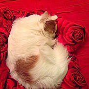 Pufy participe au concours pour gagner de l'argent avec cette photo : dog, sleeping, curled_up, blanket, red, rose_pattern, fur, pet, cozy, resting, indoor, cute, small_dog, white_fur, brown_patch, animal, relaxing, soft, comfortable, peaceful