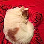 dog, sleeping, curled_up, blanket, red, rose_pattern, fur, pet, cozy, resting, indoor, cute, small_dog, white_fur, brown_patch, animal, relaxing, soft, comfortable, peaceful