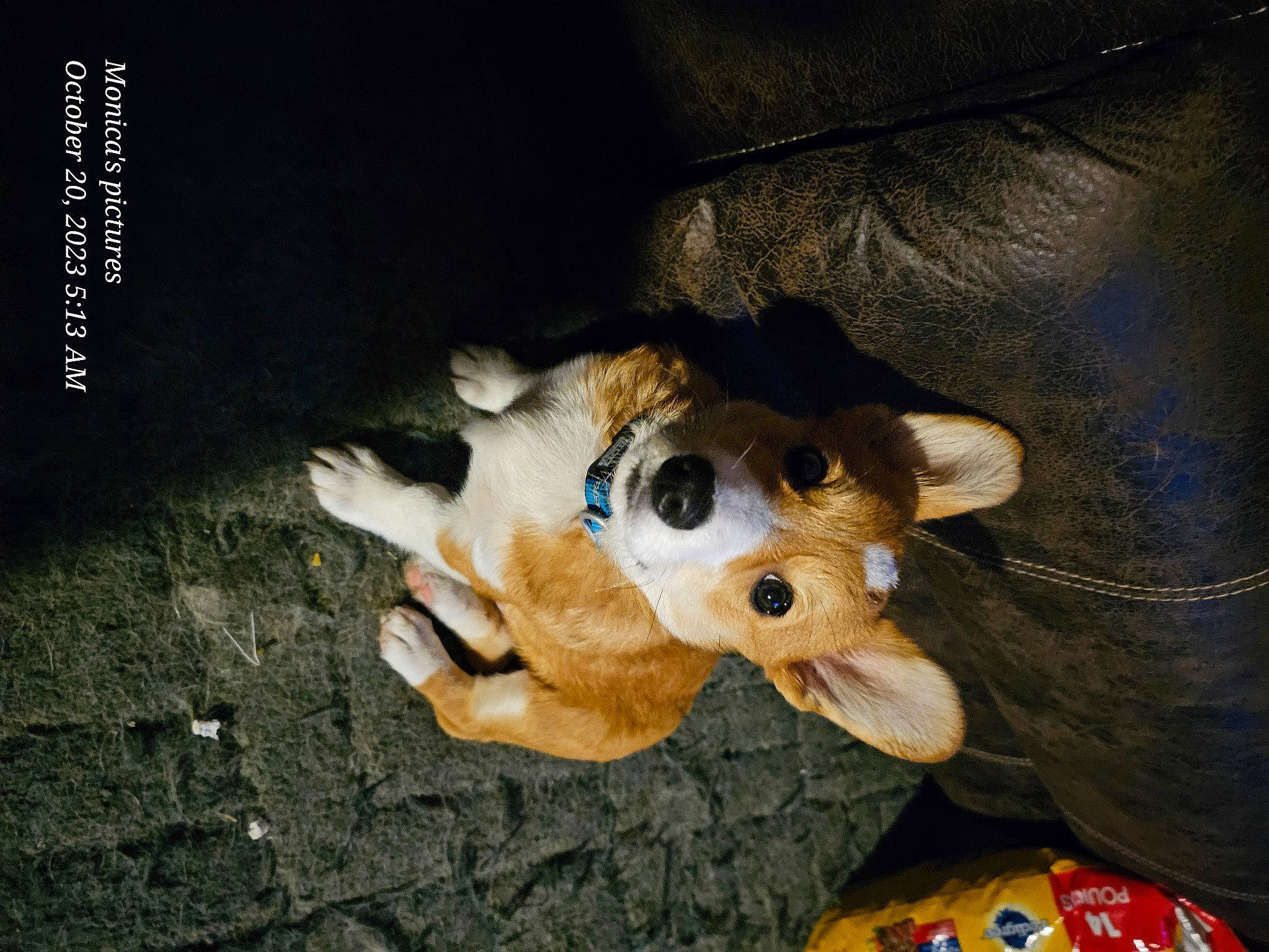 Peanut is registered to the contest to win money with this photo: canidae, carnivore, companion_dog, dog_breed, doll, fawn, felidae, fur, paw, plush, small_to_medium_sized_cats, snout, sporting_group, stuffed_toy, tail, teddy_bear, toy, tree, whiskers, wood