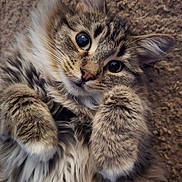 Momo is registered to the contest to win money with this photo: adorable, carpet, cat, close_up, cute, ears, feline, fluffy, fur, green_eyes, indoor, kitten, looking_up, lying_down, nose, paws, pet, portrait, tabby, whiskers