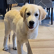 Vox participe au concours pour gagner de l'argent avec cette photo : animal, chair, curious, cute, dog, domestic, floor, furniture, golden_retriever, house, indoor, light, looking, pet, puppy, smiling, standing, table, tile, young