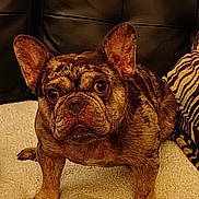 Scrappy is registered to the contest to win money with this photo: dog, french_bulldog, brindle, pet, animal, couch, blanket, indoor, alert, ears, face, fur, paw, domestic_animal, mammal, companion, pet_friendly, home, zebra_pattern, furniture