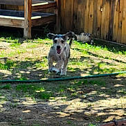 Dacota joined the competition — help win amazing prizes! dog, running, backyard, wooden_bench, fence, cat, grass, sunlight, shadow, pet, animal, outdoor, motion_blur, playful, summer, nature, domestic, happy, ground, daytime