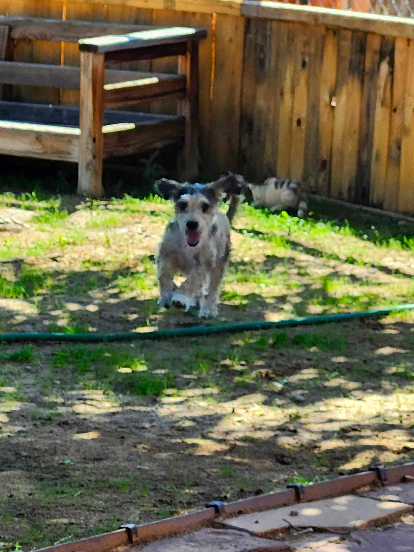 Dacota joined the competition — help win amazing prizes! dog, running, backyard, wooden_bench, fence, cat, grass, sunlight, shadow, pet, animal, outdoor, motion_blur, playful, summer, nature, domestic, happy, ground, daytime