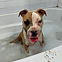 Mickey joined the competition — help win amazing prizes! dog, bathtub, bubble_bath, muddy_paw_prints, pet, animal, canine, indoor, white_tiles, bathroom, water, wet, happy, tongue_out, sitting, head, ears, face, pink_nose, foam