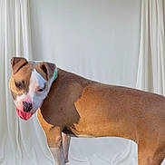 Mickey is registered to the contest to win money with this photo: dog, canine, pet, brown, white, fur, tongue, ears, standing, collar, studio, portrait, animal, cute, domestic, mammal, looking, background, indoors, playful
