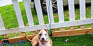 Mickey joined the competition — help win amazing prizes! dog, brown_and_white_dog, collar, grass, artificial_grass, fence, white_fence, outdoor, pet, canine, leash, car_tire, sunny_day, happy_dog, resting, playful, yard, greenery, animal, domestic_pet