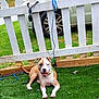 dog, brown_and_white_dog, collar, grass, artificial_grass, fence, white_fence, outdoor, pet, canine, leash, car_tire, sunny_day, happy_dog, resting, playful, yard, greenery, animal, domestic_pet