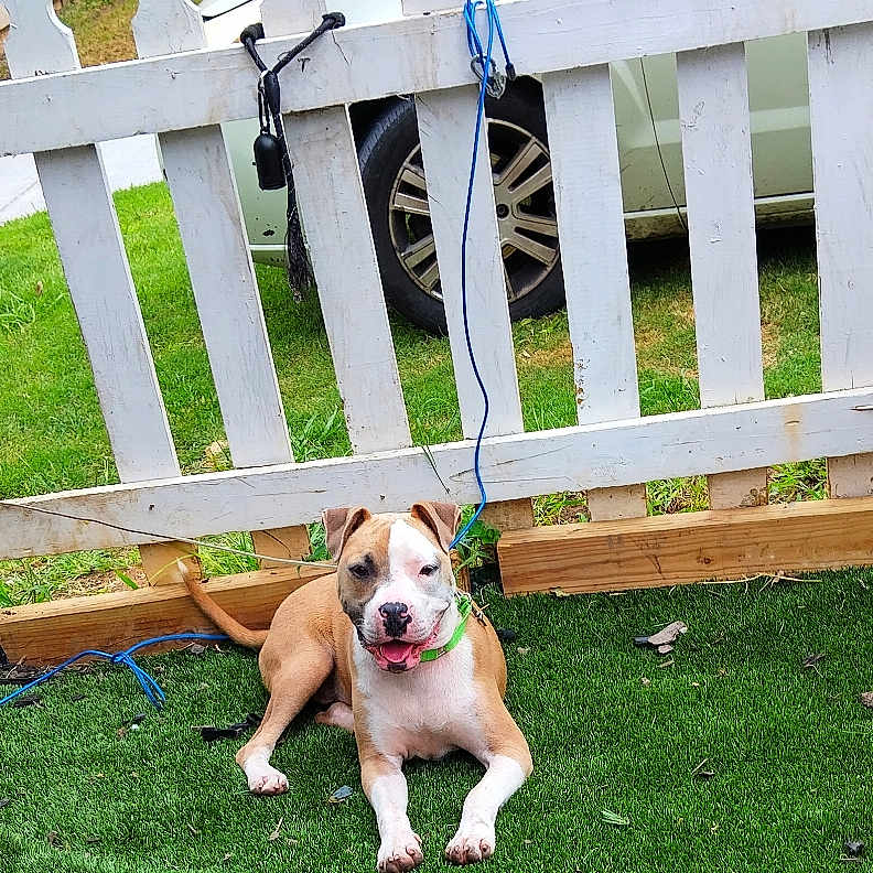 Mickey joined the competition — help win amazing prizes! animal, artificial_grass, brown_and_white_dog, canine, car_tire, collar, dog, domestic_pet, fence, grass, greenery, happy_dog, leash, outdoor, pet, playful, resting, sunny_day, white_fence, yard