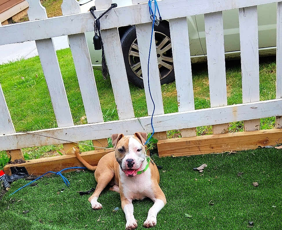 Mickey joined the competition — help win amazing prizes! dog, brown_and_white_dog, collar, grass, artificial_grass, fence, white_fence, outdoor, pet, canine, leash, car_tire, sunny_day, happy_dog, resting, playful, yard, greenery, animal, domestic_pet