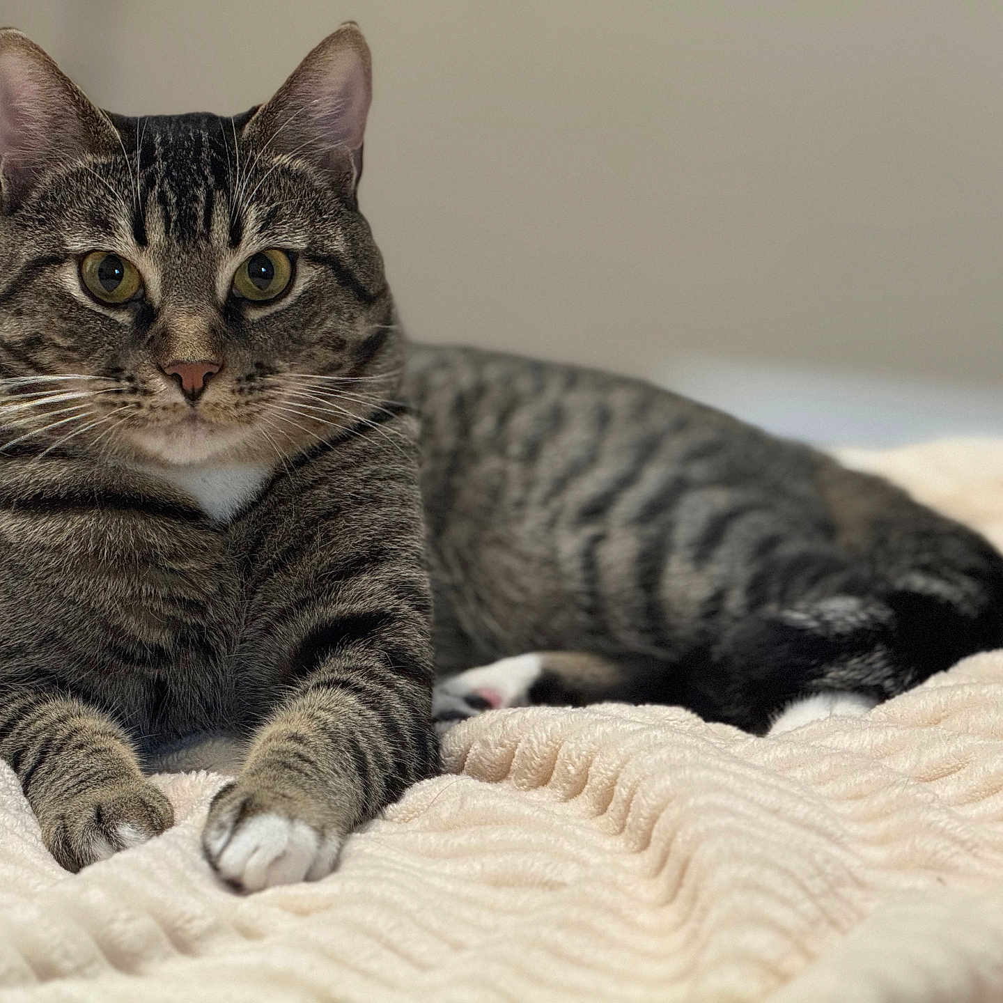 Shadow is registered to the contest to win money with this photo: animal, blanket, cat, close_up, curious, domestic, ears, feline, fur, indoor, lying_down, mammal, paws, pet, portrait, relaxed, soft_texture, striped, tabby, whiskers