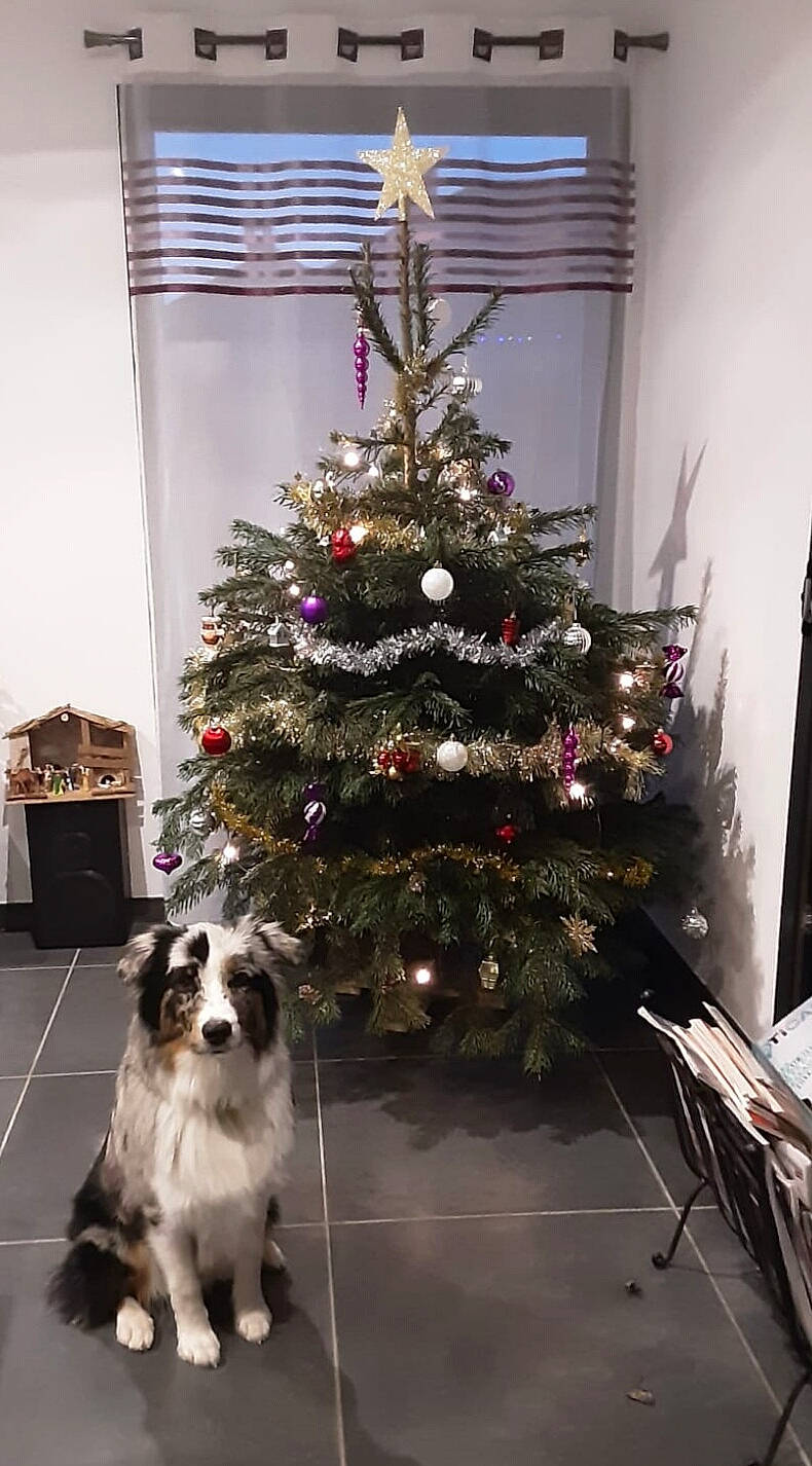 Darwin participe au concours pour gagner de l'argent avec cette photo : carnivore, christmas, christmas_decoration, christmas_ornament, christmas_tree, companion_dog, conifer, dog, event, evergreen, holiday, holiday_ornament, interior_design, larch, light, living_room, ornament, tints_and_shades, tree, twig