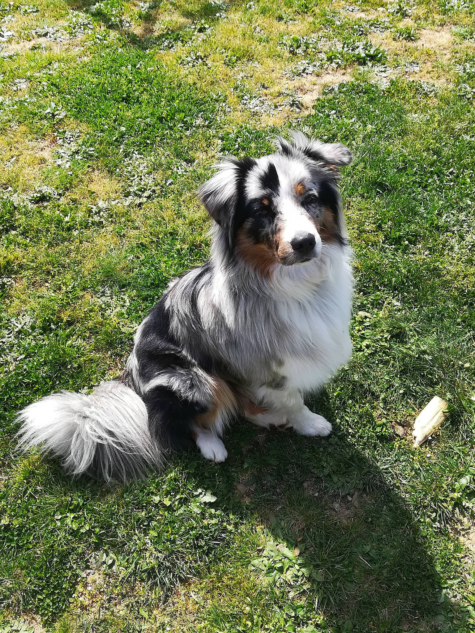 Darwin participe au concours pour gagner de l'argent avec cette photo : australian_collie, australian_shepherd, canidae, carnivore, companion_dog, dog, dog_breed, grass, groundcover, herding_dog, plant, puppy, snout, sporting_group, tail, terrestrial_animal, working_animal, working_dog