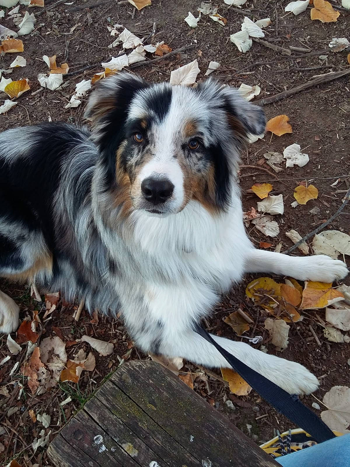 Darwin a rejoint le concours — aidez-le/la à gagner de superbes lots ! australian_collie, canidae, carnivore, companion_dog, dog, dog_breed, fur, herding_dog, plant, snout, soil, sporting_group, terrestrial_animal, tree, whiskers, working_animal, working_dog