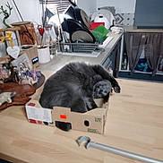 Gribouille a rejoint le concours — aidez-le/la à gagner de superbes lots ! cat, gray_cat, cardboard_box, kitchen, countertop, sleeping, pet, domestic_animal, feline, cozy, indoor, nap, household_items, utensils, window_blinds, plant, decorations, wooden_surface, relaxed, compact_space