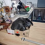 cat, gray_cat, cardboard_box, kitchen, countertop, sleeping, pet, domestic_animal, feline, cozy, indoor, nap, household_items, utensils, window_blinds, plant, decorations, wooden_surface, relaxed, compact_space