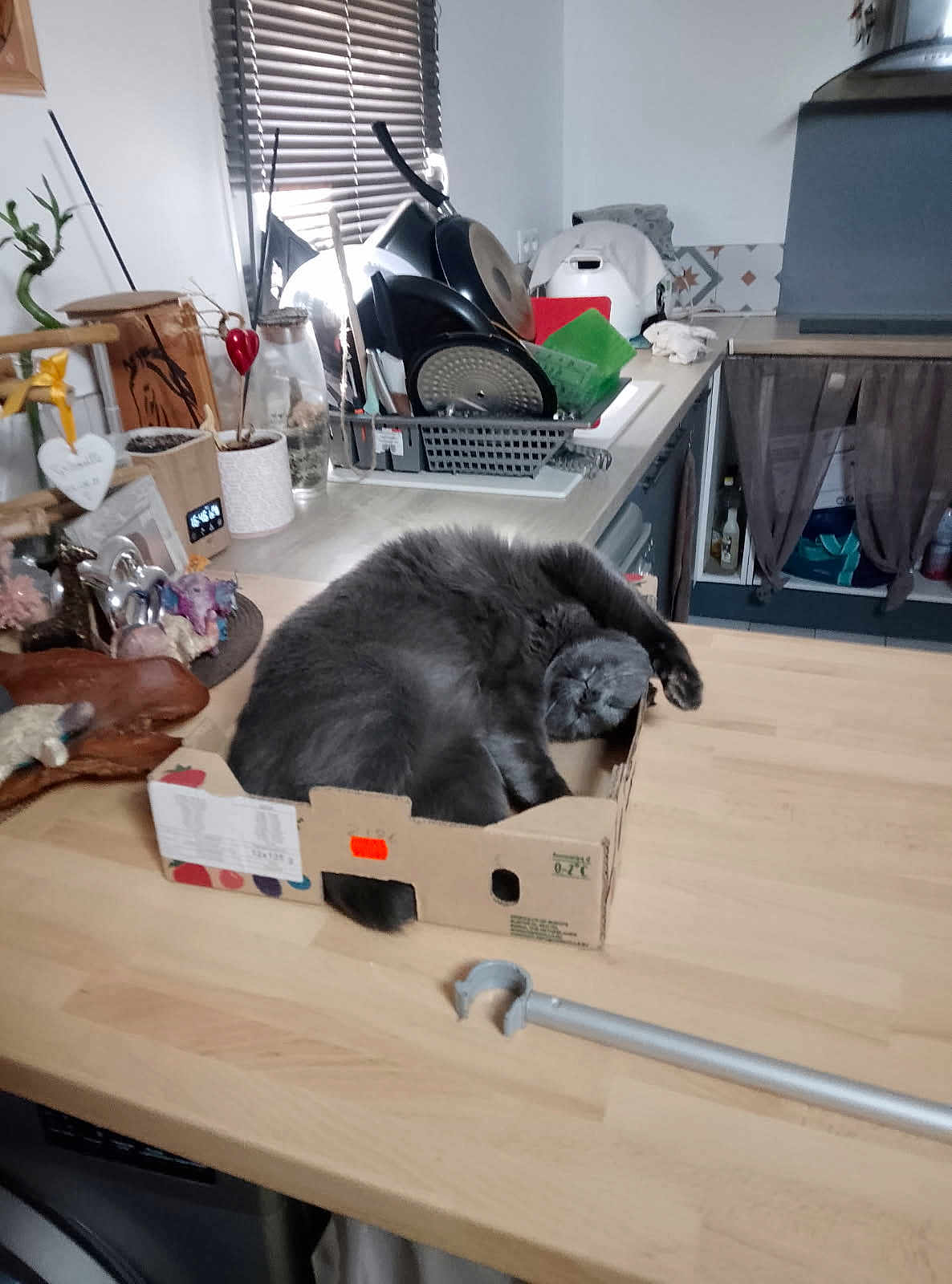 Gribouille a rejoint le concours — aidez-le/la à gagner de superbes lots ! cat, gray_cat, cardboard_box, kitchen, countertop, sleeping, pet, domestic_animal, feline, cozy, indoor, nap, household_items, utensils, window_blinds, plant, decorations, wooden_surface, relaxed, compact_space