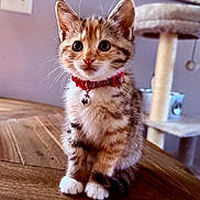 Wanda is registered to the contest to win money with this photo: kitten, cat, pet, animal, collar, bell, wooden_table, indoor, feline, cute, fur, whiskers, ears, eyes, cat_tree, purple_wall, domestic, small, sitting, curious