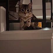 Khaleesi is registered to the contest to win money with this photo: animal, brown_tabby, cat, cozy, curiosity, curious, cute, feline, home, indoor, looking, metal_bars, paws, pets, railing, resting, stairs, tabby, warm_lighting, young_cat