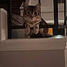 animal, brown_tabby, cat, cozy, curiosity, curious, cute, feline, home, indoor, looking, metal_bars, paws, pets, railing, resting, stairs, tabby, warm_lighting, young_cat