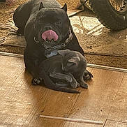 Boo joined the competition — help win amazing prizes! dog, cat, floor, wooden_floor, indoor, pet, black_dog, grey_cat, animal, carpet, bicycle_tire, collar, tongue_out, playful, cute, domestic, resting, companionship, pets_together, home