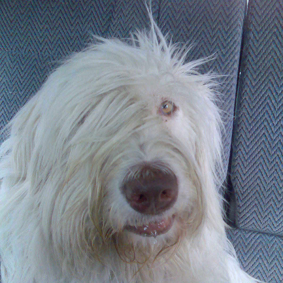 Baloo