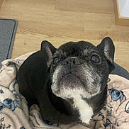 Oggy a rejoint le concours — aidez-le/la à gagner de superbes lots ! animal, black_and_white, blanket, companion, cozy, cute, dog, domestic_animal, ears_up, floor, french_bulldog, fur, indoor, looking_up, pet, portrait, resting, small_dog, snout, wooden_floor
