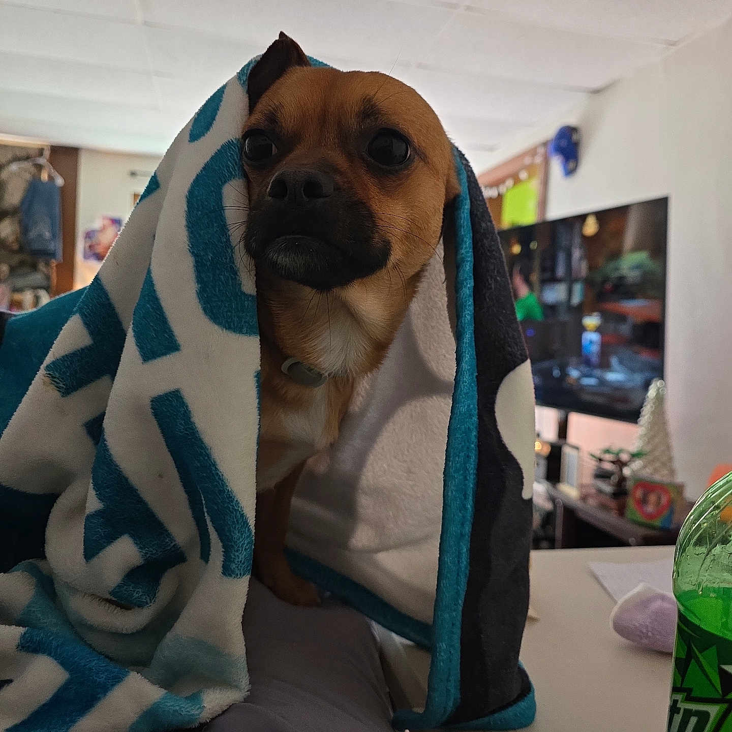 Bear joined the competition — help win amazing prizes! blanket, bottle, brown_dog, casual, companion, cozy, curious, dog, domestic, furniture, household, indoor, living_room, pet, relaxed, small_dog, soft_texture, table, television, wrapped