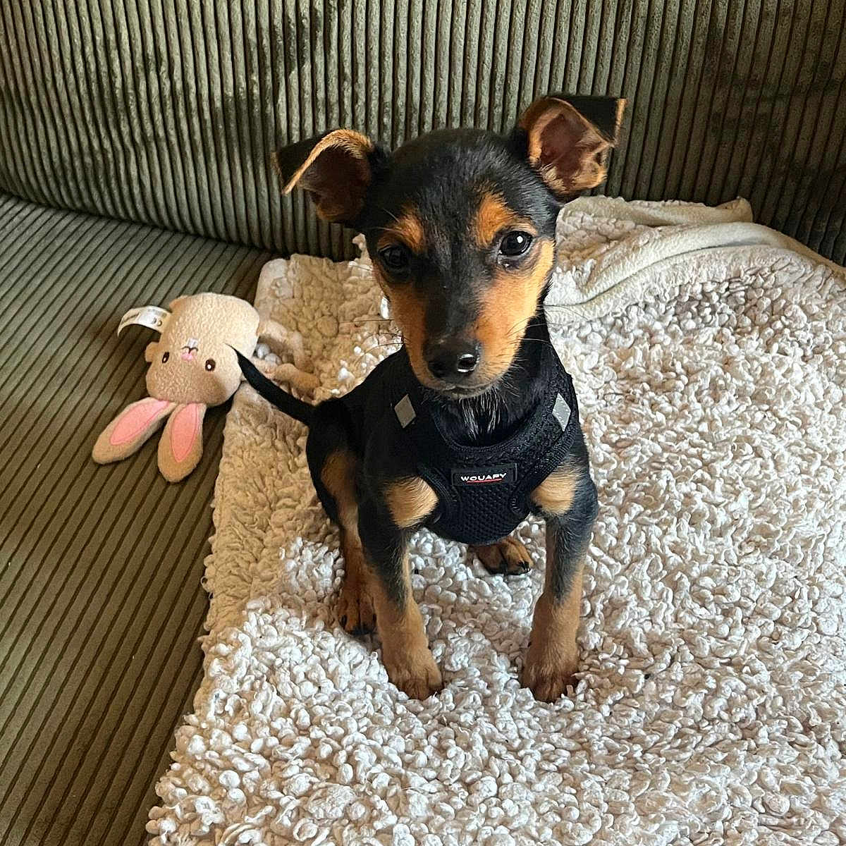 Achille a rejoint le concours — aidez-le/la à gagner de superbes lots ! alert, animal, black_harness, blanket, bunny_toy, corduroy, couch, cozy, cute, dog, domestic_animal, ears, fur, indoor, pet, puppy, sitting, small_dog, stuffed_toy, tail