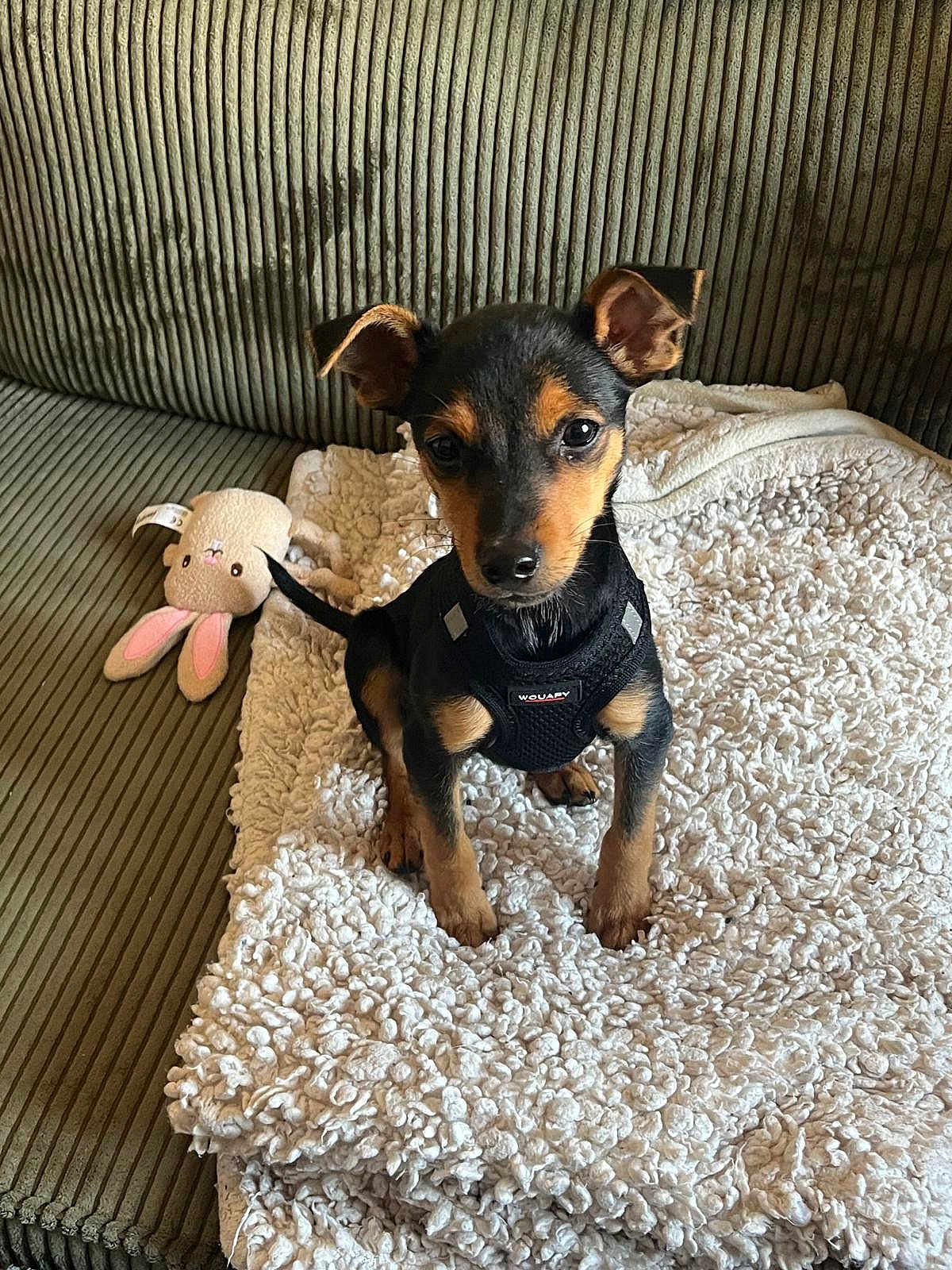 Achille a rejoint le concours — aidez-le/la à gagner de superbes lots ! puppy, dog, pet, blanket, couch, stuffed_toy, bunny_toy, black_harness, indoor, corduroy, cute, small_dog, alert, fur, ears, tail, sitting, animal, domestic_animal, cozy