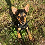puppy, dog, grass, outdoor, harness, small_dog, pet, animal, cute, ears, sunlight, shadow, nature, young, brown, black, leash, sitting, alert, daytime