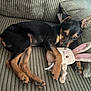 Achille participe au concours pour gagner de l'argent avec cette photo : puppy, dog, toy, plush, bunny, couch, pet, animal, cute, snuggling, relaxing, black, tan, ears, paws, indoor, cozy, comfort, cushion, sleepy
