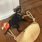 Achille a rejoint le concours — aidez-le/la à gagner de superbes lots ! puppy, dog, wooden_floor, toy, stuffed_toy, handbag, black_dog, tan_dog, pet, indoor, cute, small_dog, playful, looking_up, flooring, canine, animal, domestic_animal, accessory, rope_handle