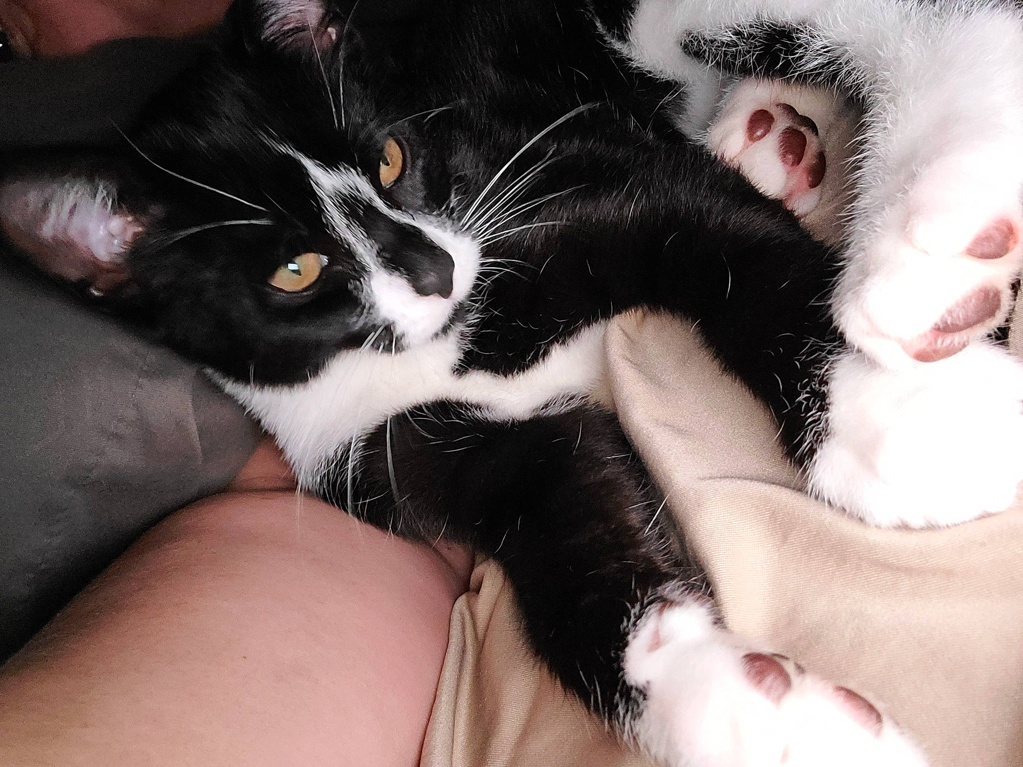 Bash is registered to the contest to win money with this photo: carnivore, cat, claw, comfort, domestic_short_haired_cat, felidae, finger, foot, fur, gesture, hand, lap, nail, paw, skin, small_to_medium_sized_cats, snout, tail, thumb, whiskers