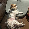 Carlee is registered to the contest to win money with this photo: animal, black_fur, brown_fur, comfy, couch, cushion, cute, dog, fur, indoor, leather, lying_down, paw, pet, relaxed, resting, sleepy, small_dog, tail, white_fur